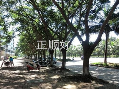 实景图