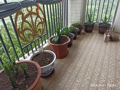 IMG_20240621_084609