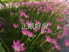 园林6