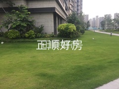 小区绿化