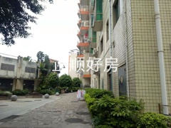 绿榕3.jpg